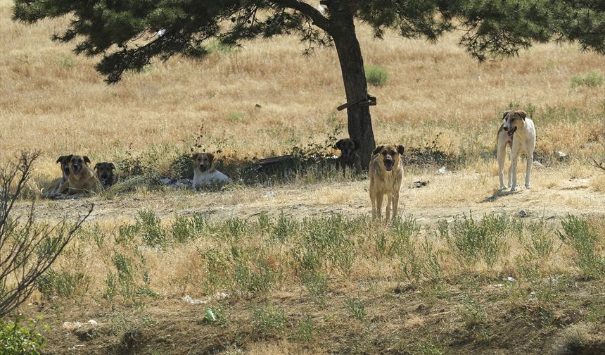 Ankara'da sokak ortasında köpek saldırısı