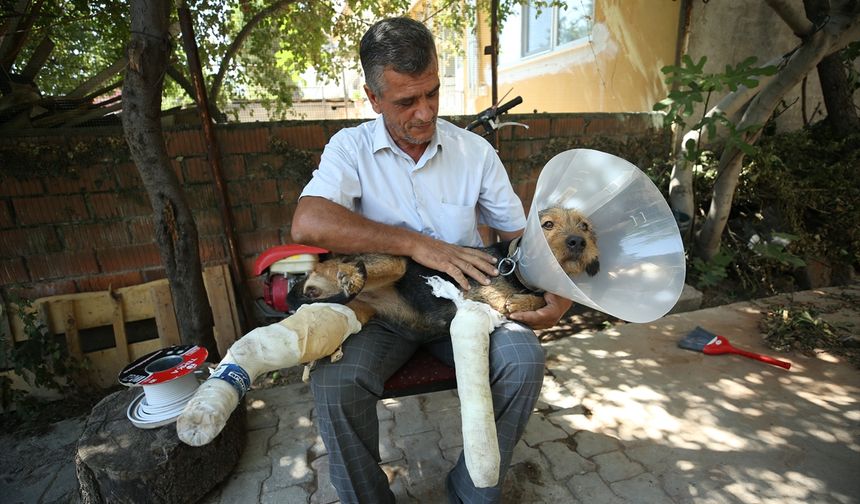 Depremde yaralanan köpek tedavi edildi!
