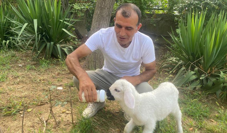 Annesiz kalan kuzuya evladı gibi bakıyor