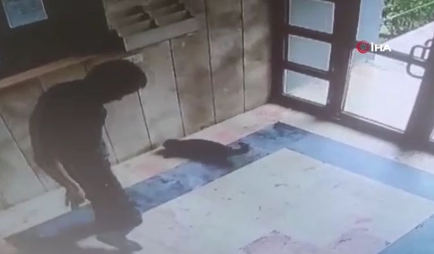 Kediyi öldüren şahıs tutuklandı!