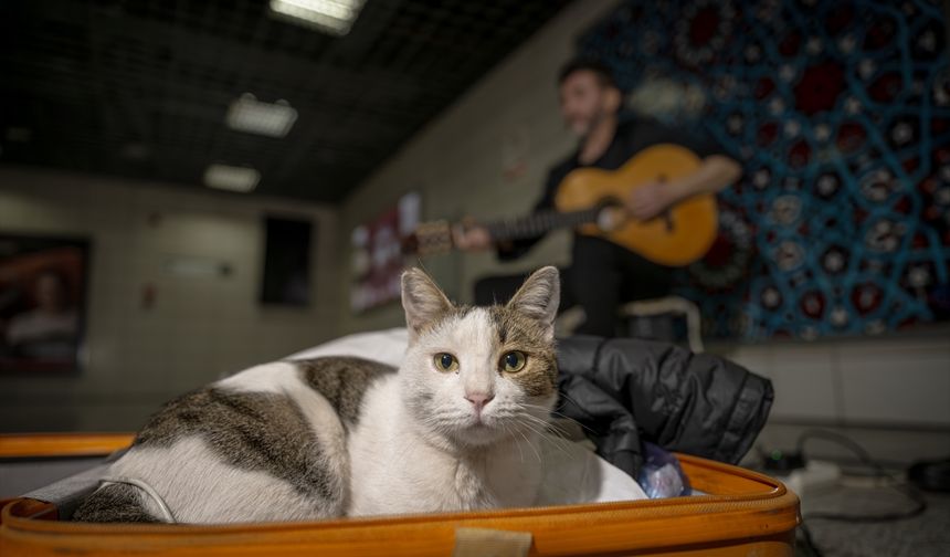 Sirkeci'de sokak sanatçılarına eşlik eden kedi yürekleri ısıtıyor