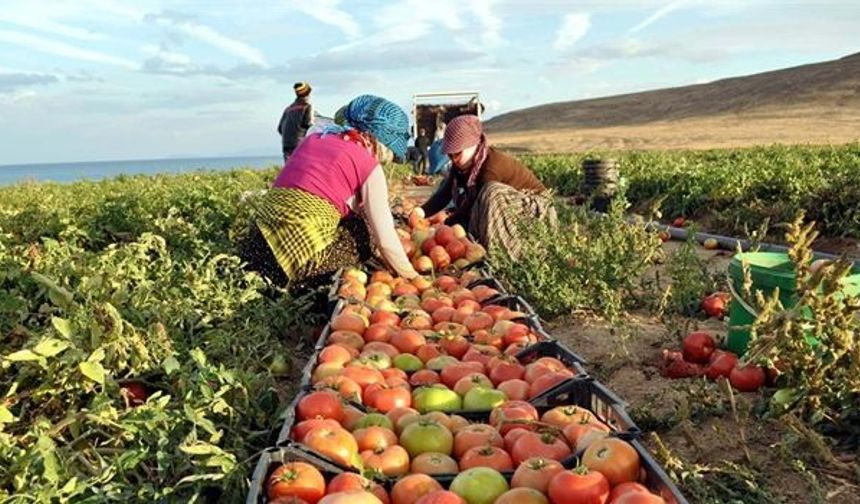 Tarım ÜFE yıllık bazda yüzde 36,01 arttı!