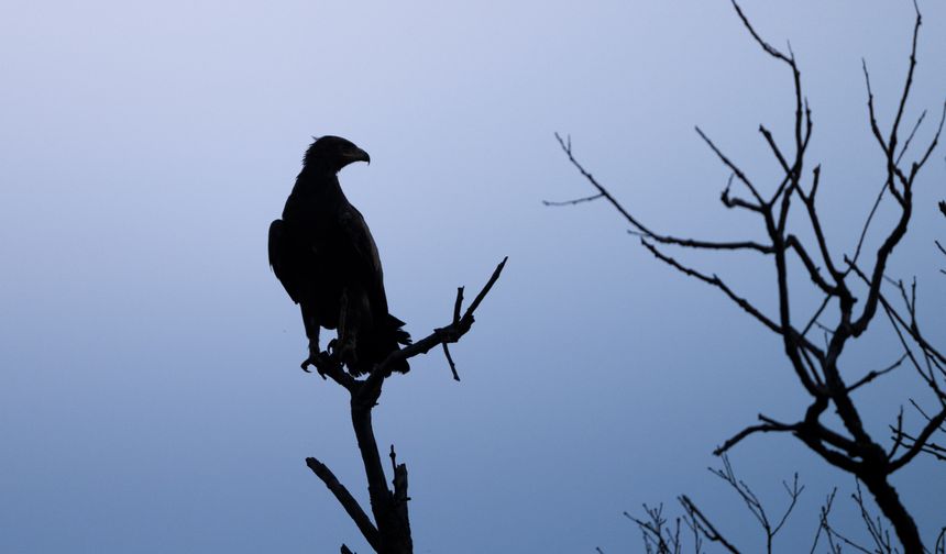 Karacabey Longozu, kartal türlerine ev sahipliği yapıyor!