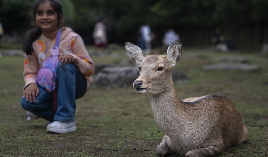Japonya’nın kültürel simgesi: Nara Parkı ve Sika Geyikleri