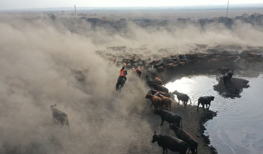 "Ağrı Dağı'nın kovboyları" yılkı atlarını eğitiyor!