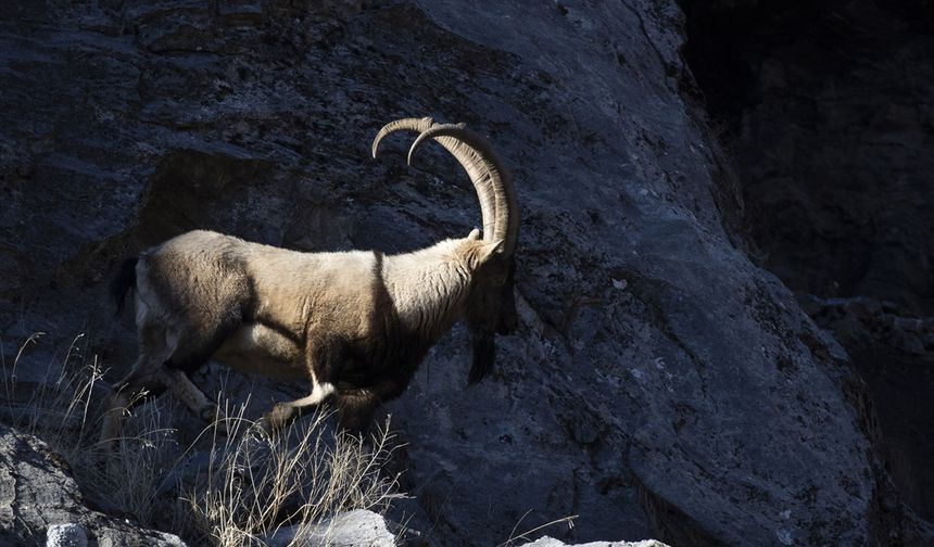 Tunceli'de yaban keçileri Munzur Vadisi'ne indi
