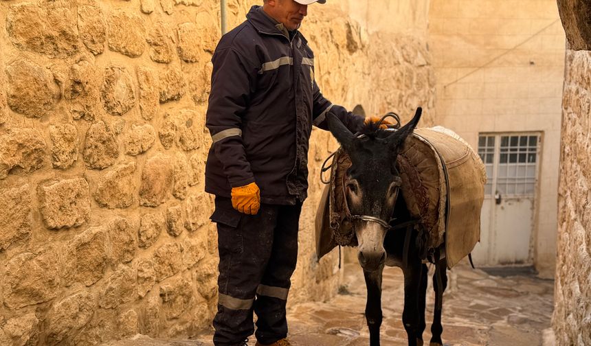 Mardin'deki 'kadrolu' eşekler emekli oluyor
