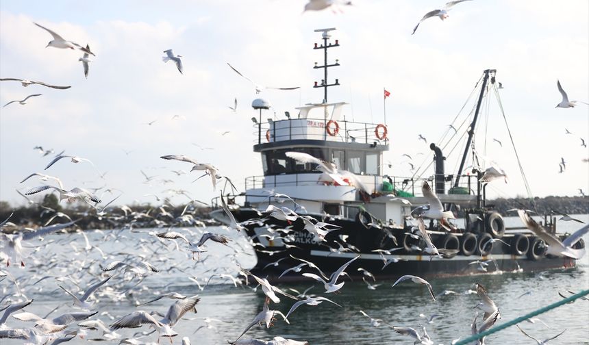 İğneada'da martılar balıkçı teknelerinin peşini bırakmıyor!
