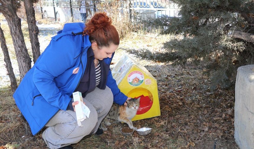 Dondurucu soğukta sokak kedilerine yuva!