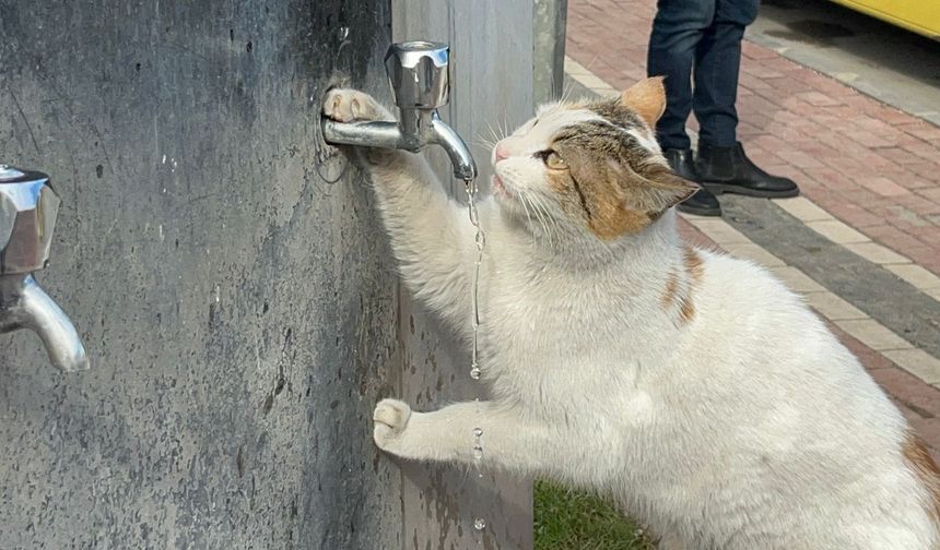 Vatandaşların musluğu açmasıyla kana kana su içti!