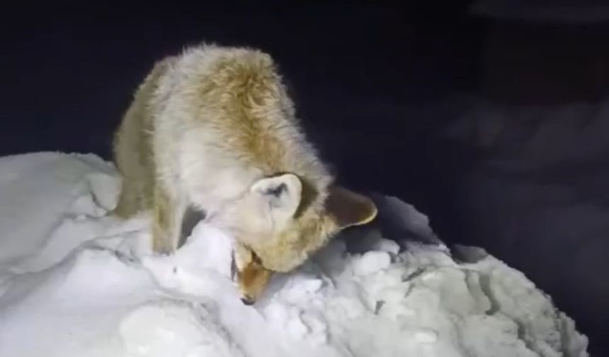 Hakkari'de Sibirya soğukları: Tilki ayakta dondu!
