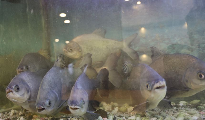 Diyarbakır'ın piranaları kelle paçayla besleniyor!