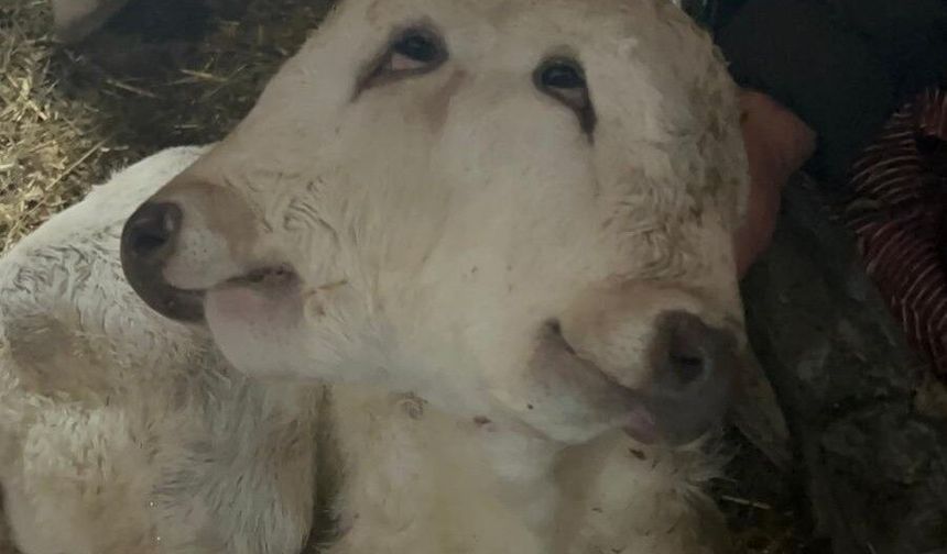 Erzurum’da çift başlı buzağı dünyaya geldi!