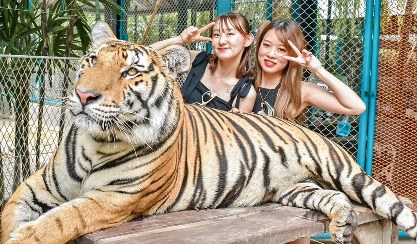 72 kaplanın ölmesi üzerine soruşturma başlatıldı!