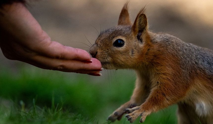 Ankara'da yaban hayatı