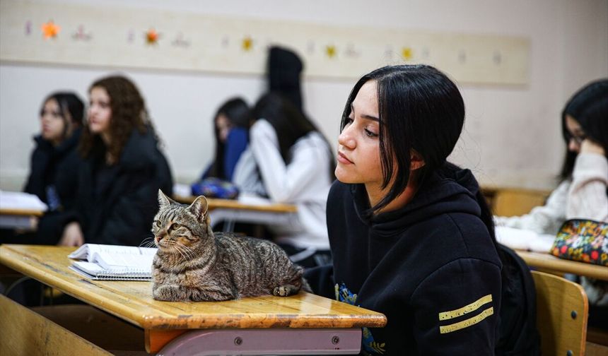 Derse giren kedi Pakize okulun 470'inci öğrencisi oldu!