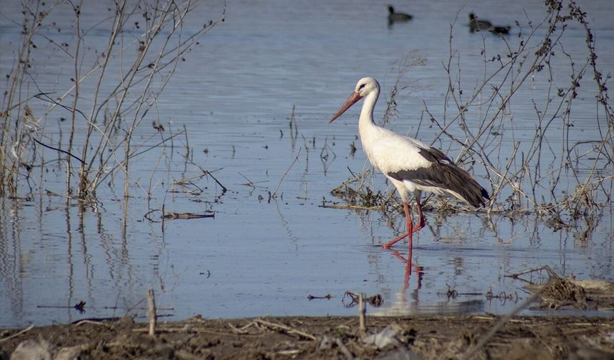 Leylekler Karakaya Barajı etrafındaki yuvalarına dönmeye başladı