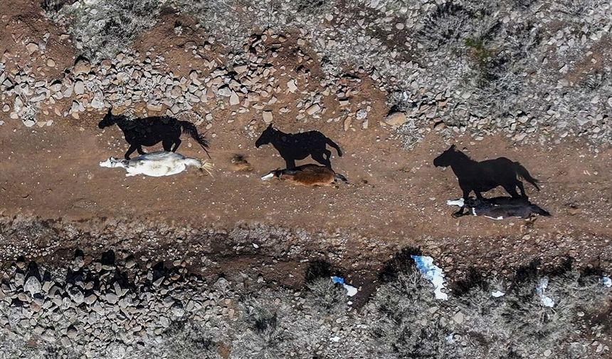 Karacadağ'da yılkı atları dronla görüntülendi!