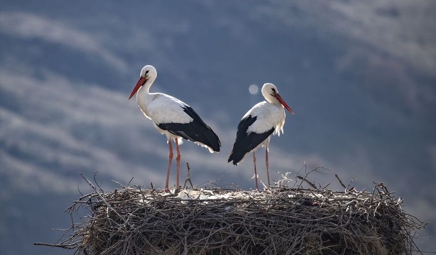 Baharın müjdecisi leylekler yuvalarına dönmeye başladı!