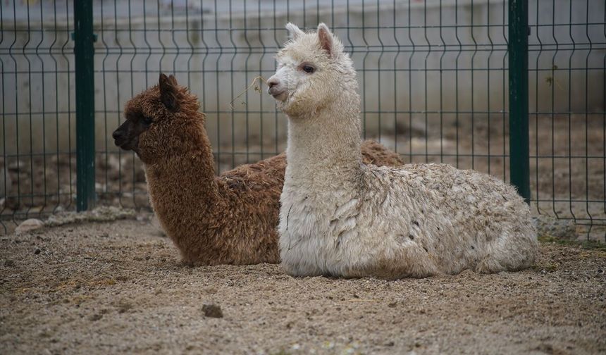 Sınır kapısında ele geçirildiler!