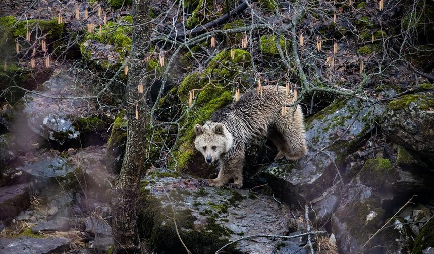 Munzur Vadisi birçok yaban hayvanına ev sahipliği yapıyor!