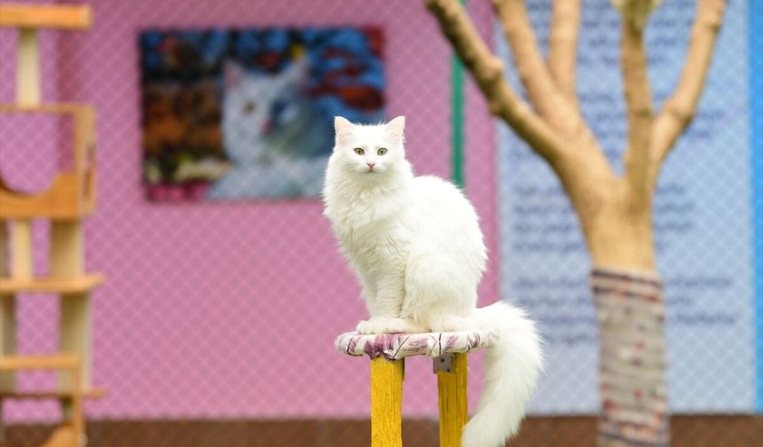 Van kedilerinde "B" kan grubunun daha baskın olduğu belirlendi