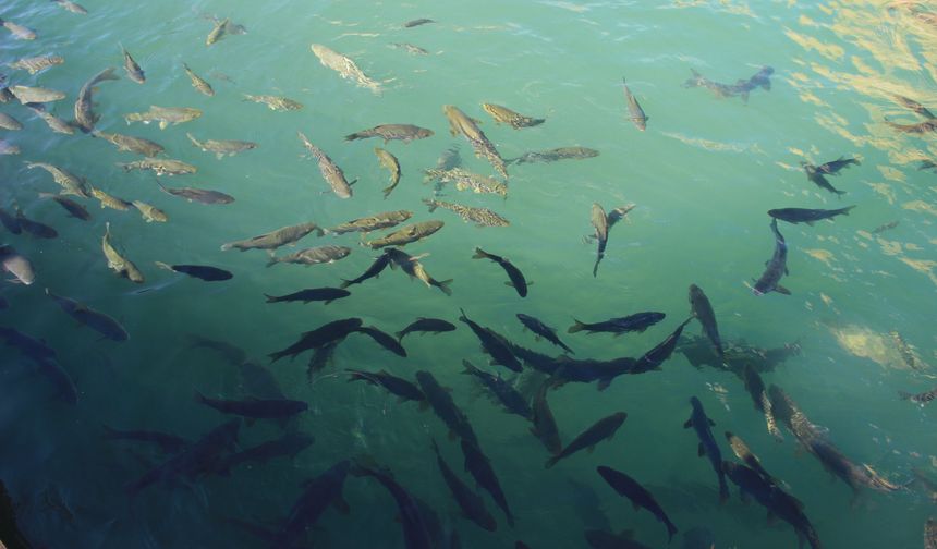 Ramazan ayında Balıklıgöl’e ziyaretçi akını