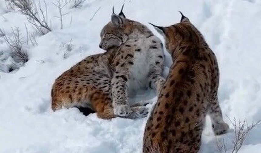 Erzincan’da iki vaşak görüntülendi