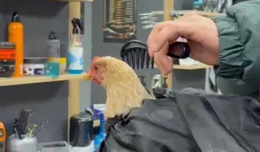 Sosyal medya akımı için tavuk tıraş etti!