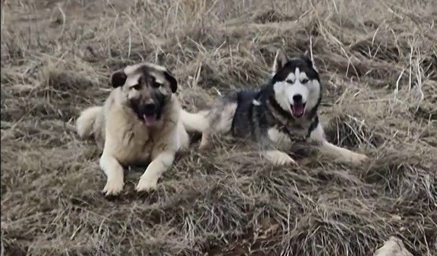 Yavru kangal gönlünü Sibirya kurduna kaptırdı