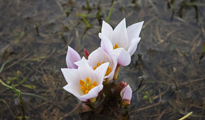 Güzeldere Vadisi bahar çiğdemleriyle süslendi!