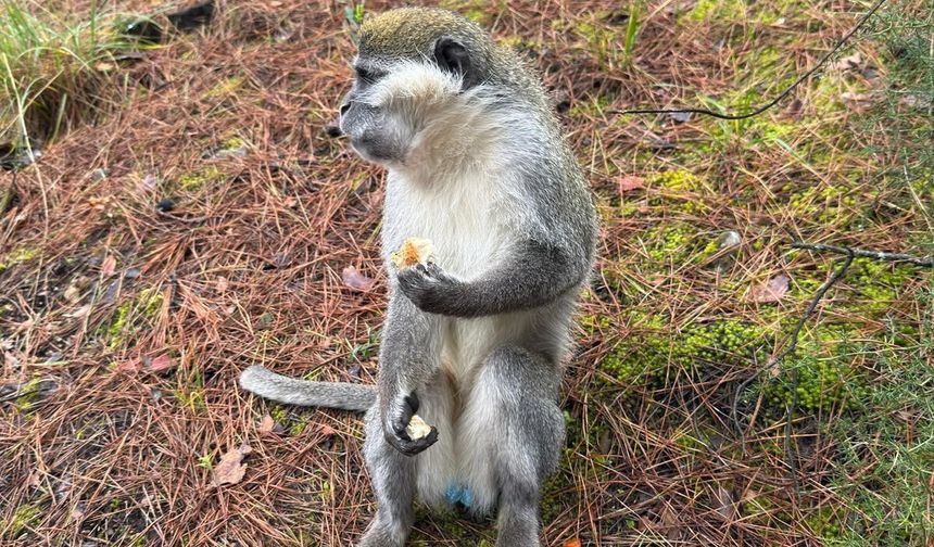 Mantar aramak için çıktığı doğada maymun buldu