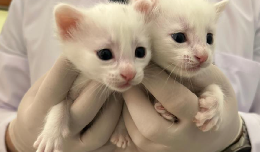 2026 yılının ilk Van kedisi yavruları doğdu