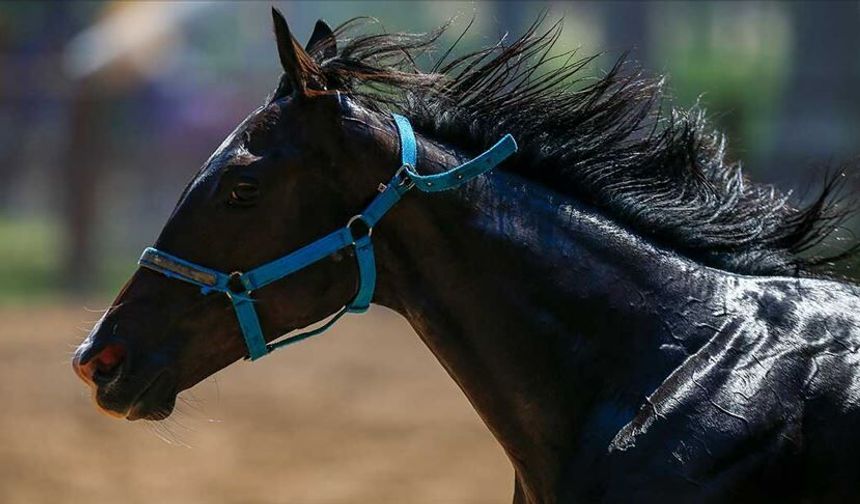 Belediyenin aşevinde dağıtılan kavurmadan yarış atı çıktı!