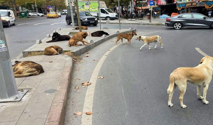 İstanbul Valiliğinden belediyelere yazı: Hızlı toplayın!
