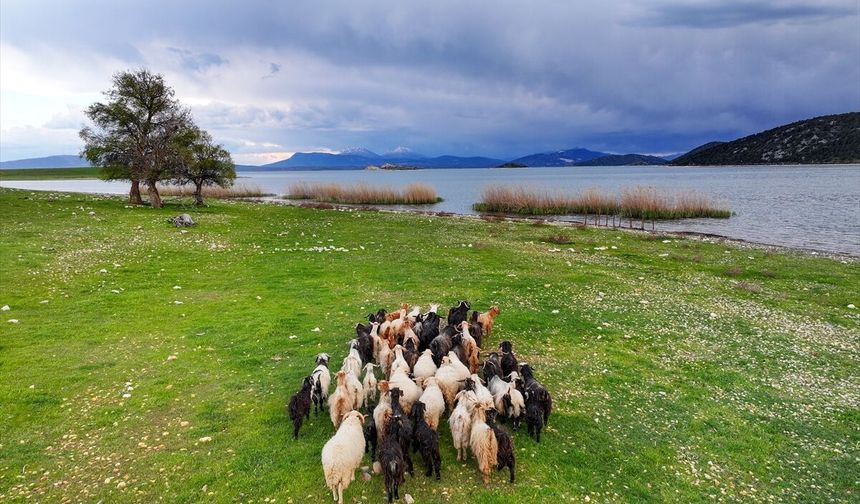 Çobansız sürünün otu adadan, suyu gölden!