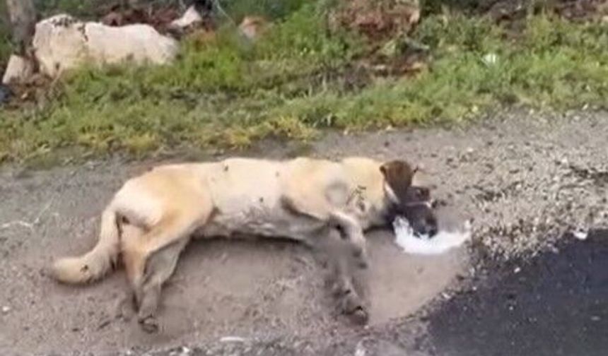 Çok sayıda köpek zehirlendi: Valilik harekete geçti!