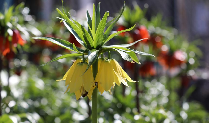 Cezayı duyan bir adım geri çekiliyor