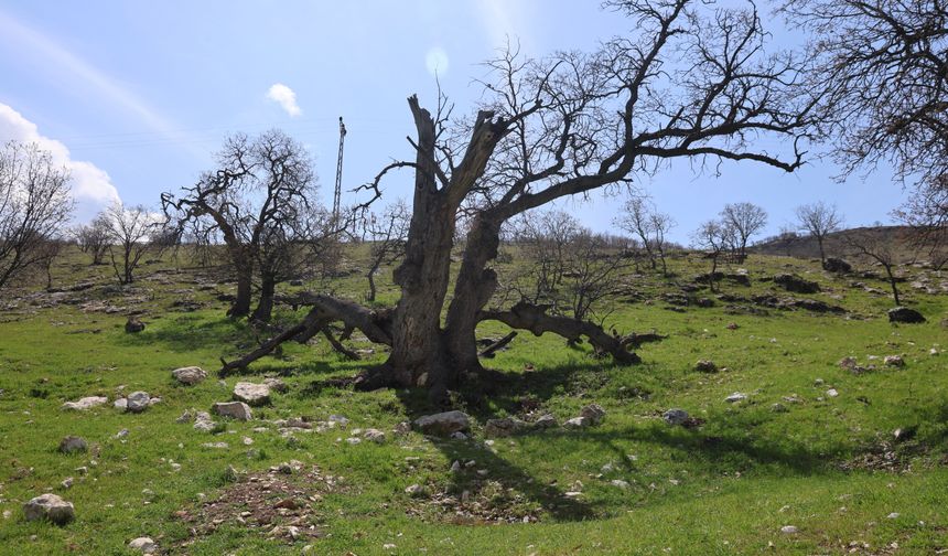 Gülistan'ın ilk mezarı olduğu iddia edilmişti, o alan görüntülendi