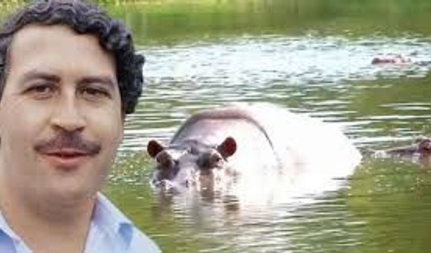Escobar'ın su aygırları itlaf edilecek!