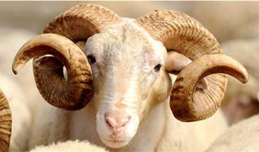 TSK Mehmetçik Vakfı kurban bağışı kabulüne başladı!