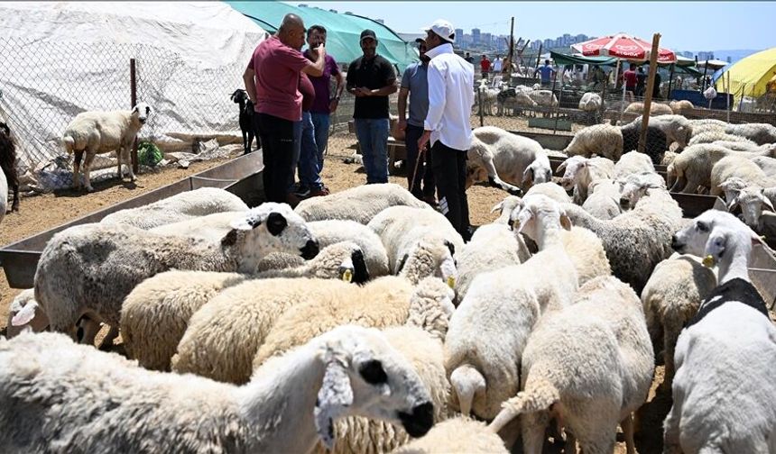 Besicilerden talep: Belediyeler kurban pazar yerlerinden kira almasın!
