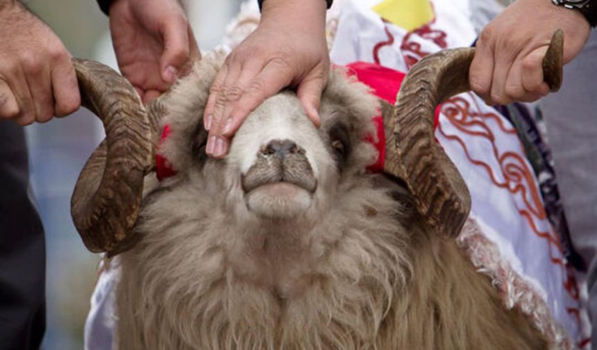 Kurban Bayramı öncesi kesimlere ilişkin tedbirler artırıldı!