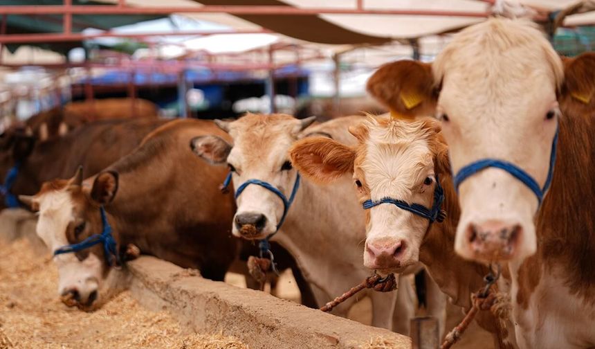 Kurban bağışında sahte derneklere dikkat!
