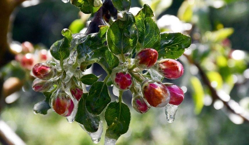 Ankara için zirai don uyarısı!