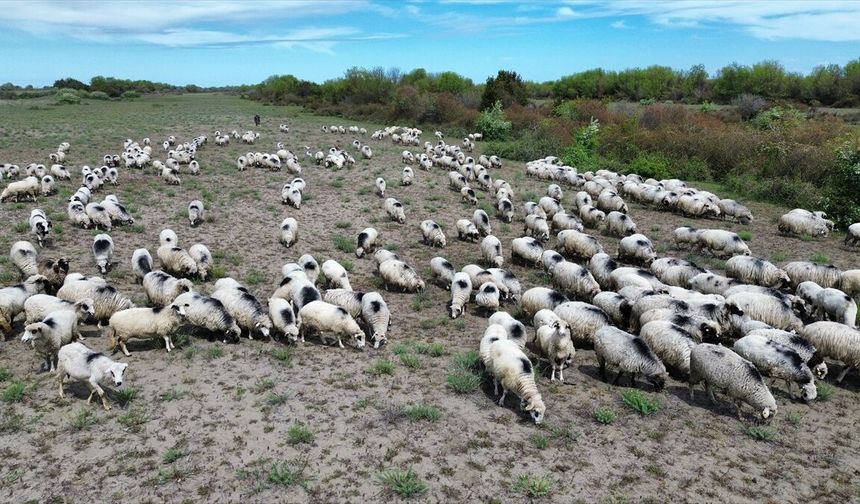 Kızılırmak Deltası yayla göçündeki sürülere ev sahipliği yapıyor