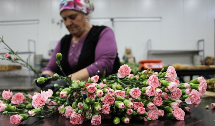 35 ülkeye Anneler Günü için 80 milyon dal çiçek