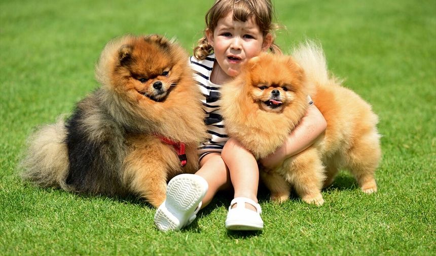 "Uluslararası Köpek Irk Standartları Yarışması" düzenlendi!