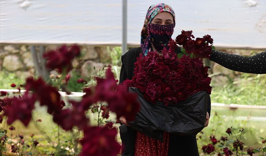 Halfeti'nin endemik bitkisi "karagül"de hasat zamanı