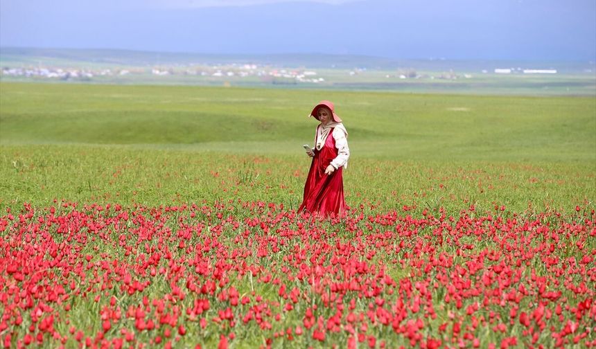 Yayılış alanı daralan Muş lalesi bilim insanlarının takibinde